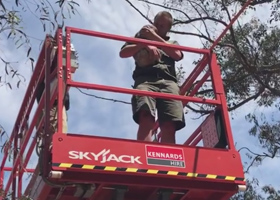 KOALA RESCUE